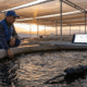 Oxygénation bassin poisson Maroc automatique